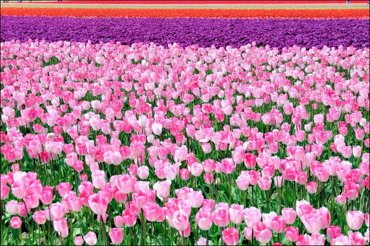 tulips026.jpg