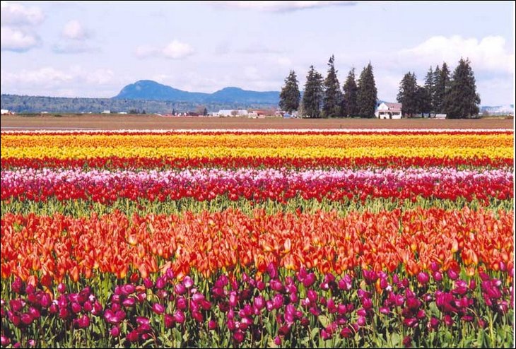 tulips027.jpg