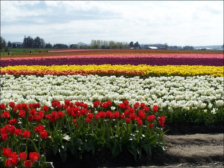 tulips019.jpg