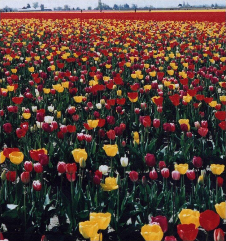 tulips022.jpg