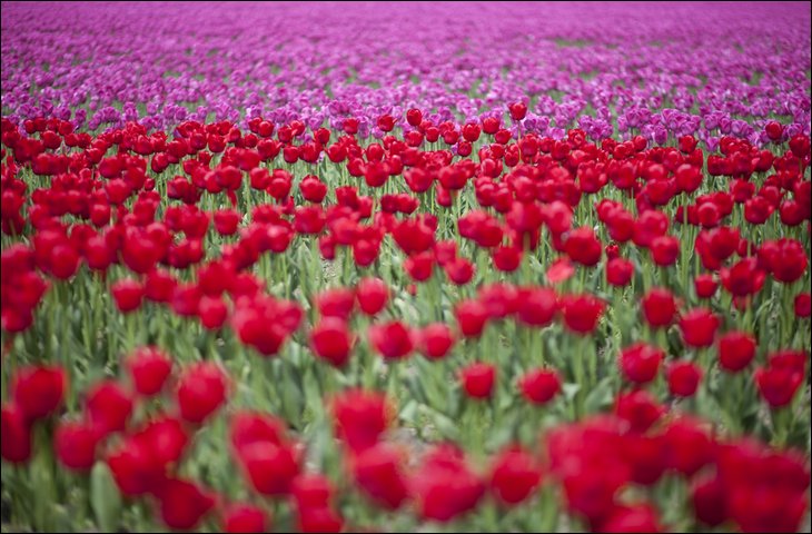 tulips029.jpg